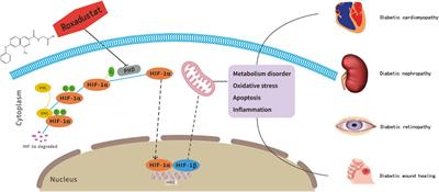 Roxadustat, a HIF-PHD inhibitor with exploitable potential on diabetes-related complications